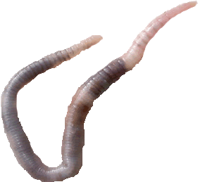 Webmail Worm